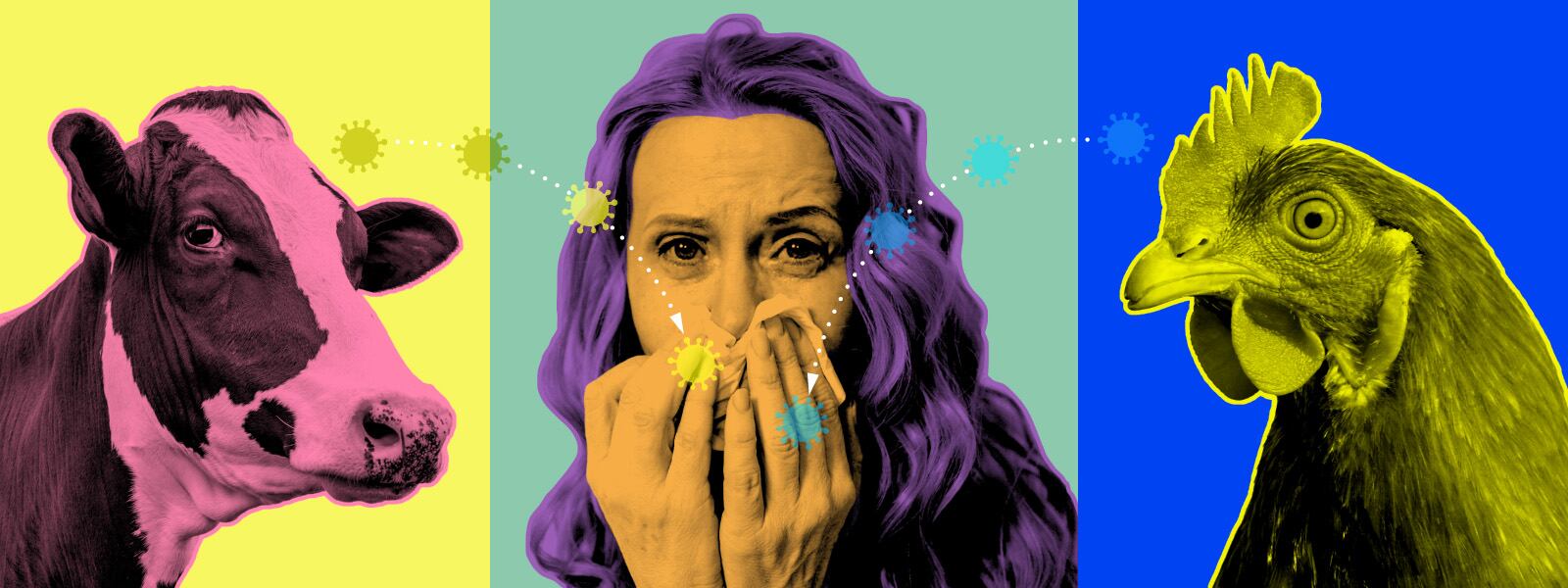 Un tríptico. A la izquierda, una vaca. Al centro, una mujer con un pañuelo desechable. A la derecha, una gallina. Pequeñas imágenes del virus de gripe aviar recorren las tres imágenes.