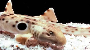 ¿Tiburones que caminan? Conoce una especie que desafía las reglas de la reproducción y sorprende a los científicos