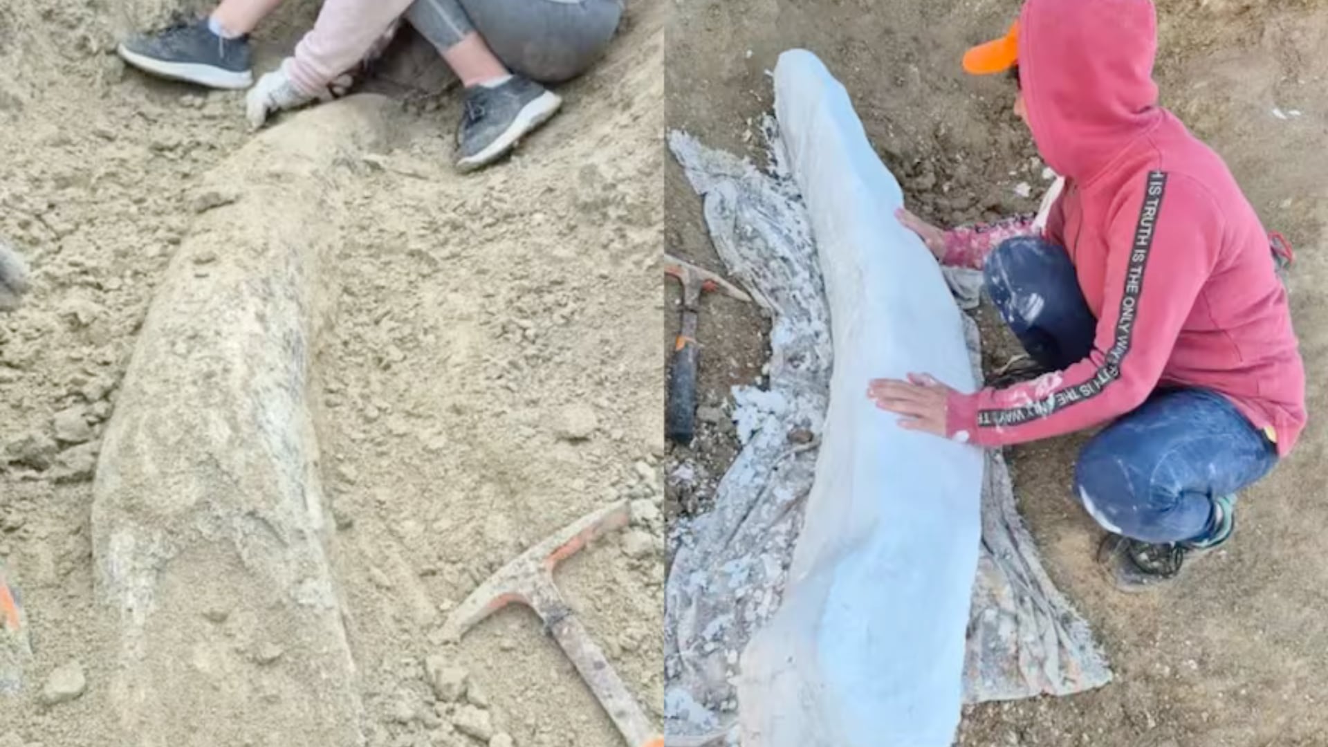 Un colmillo fósil de la Era del Hielo apareció en Centinela del Mar. El hallazgo refuerza la riqueza paleontológica del sudeste bonaerense.