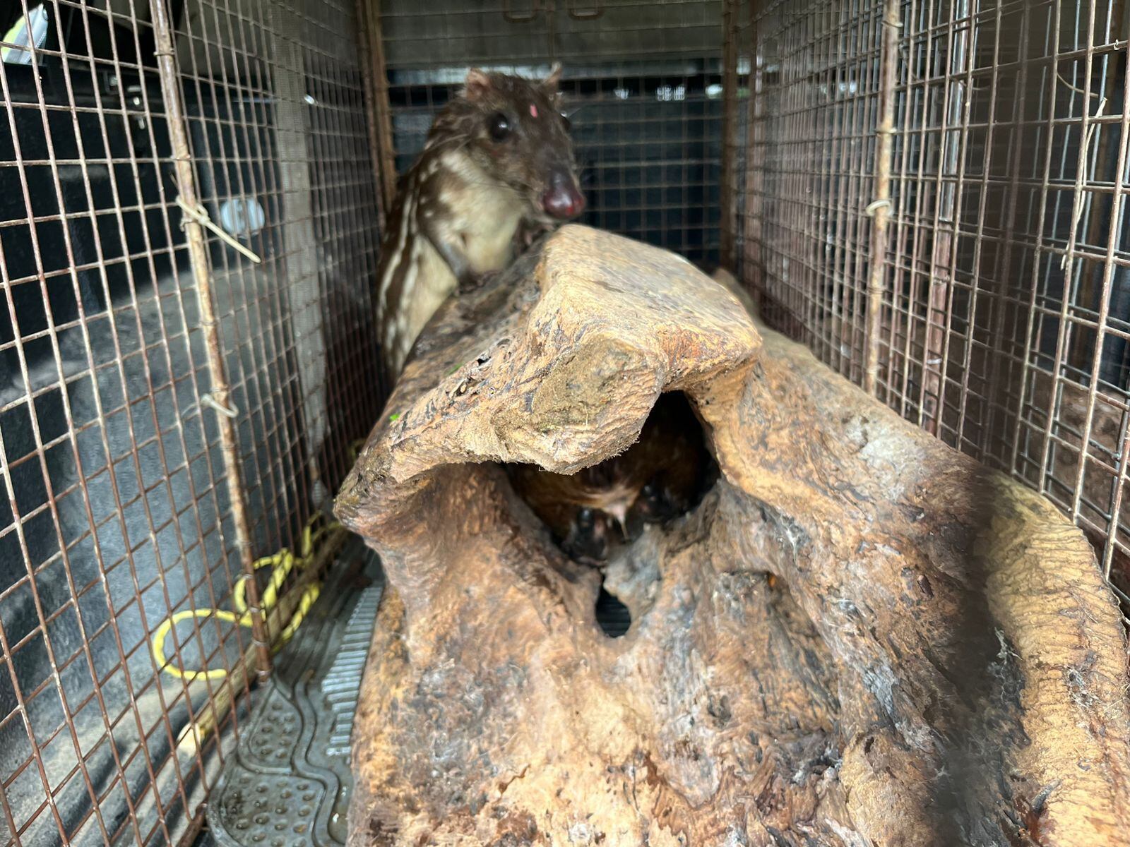 Los animales se encontraban en condiciones inadecuadas, sin supervisión profesional, con una dieta deficiente.