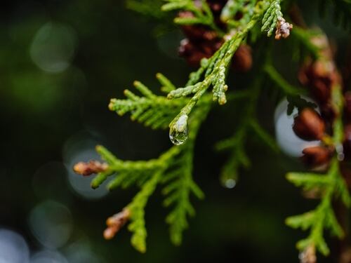Gota de agua en una hoja verde, símbolo del agua verde y su papel en el equilibrio del ciclo hidrológico.
