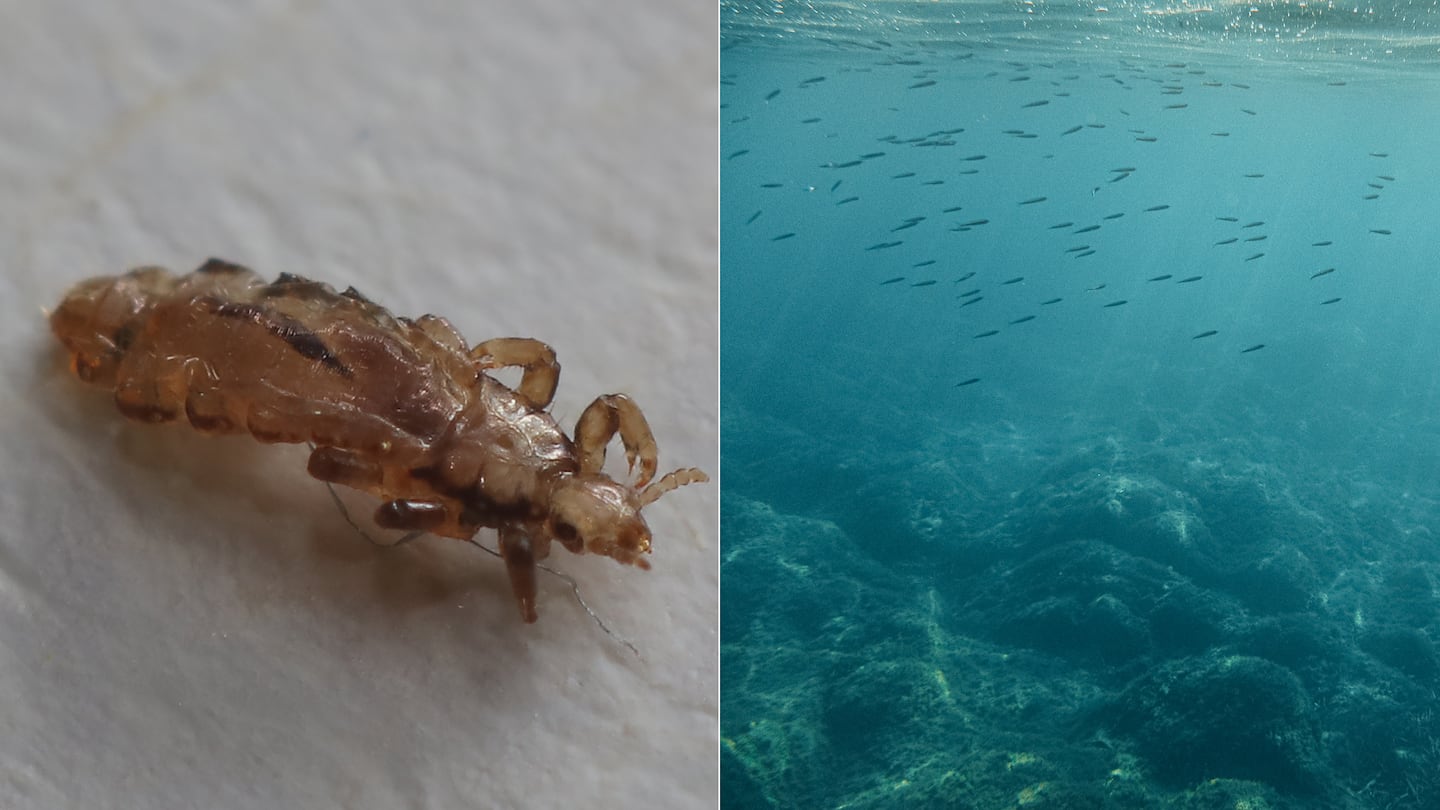 Científicos descubren piojos capaces de vivir a 2.000 metros bajo el mar