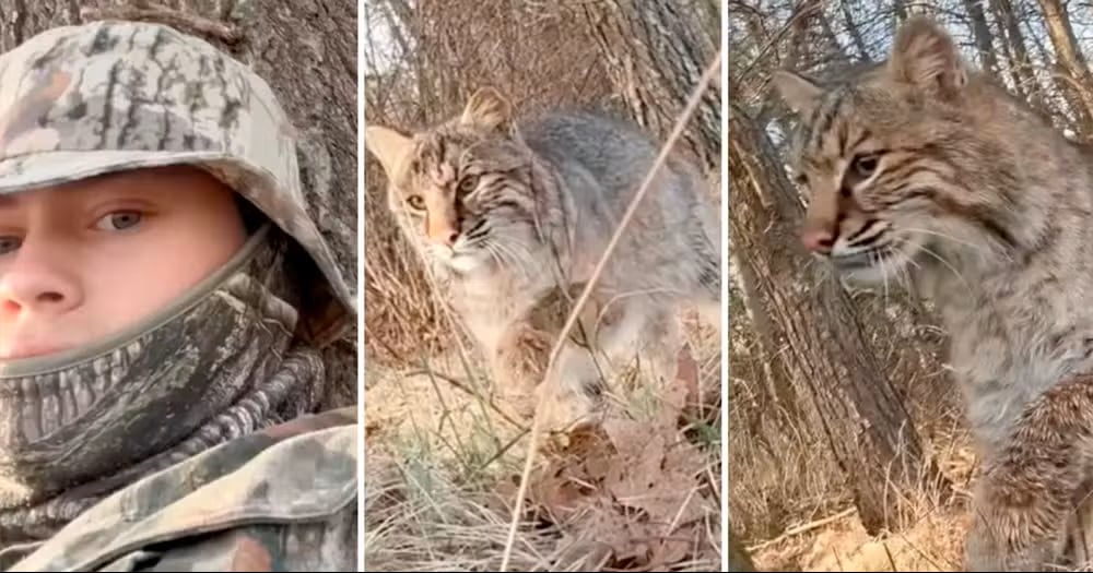 Un cazador grabó el momento en que un lince lo atacó en Estados Unidos. El video se viralizó tras mostrar el inesperado encuentro.