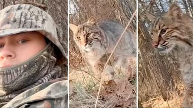 Video capta el momento en que un cazador se convierte en presa ante un lince en Estados Unidos