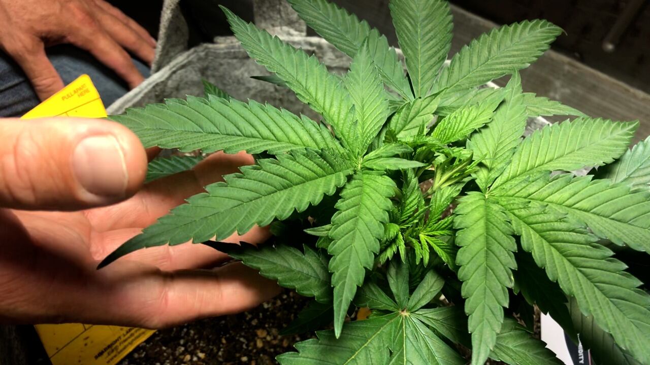 Los ensayos para determinar el comportamiento del cañamo industrial se iniciaron bajo condiciones de invernadero, en Cañas Guanacaste. Foto: Cortesía del MAG