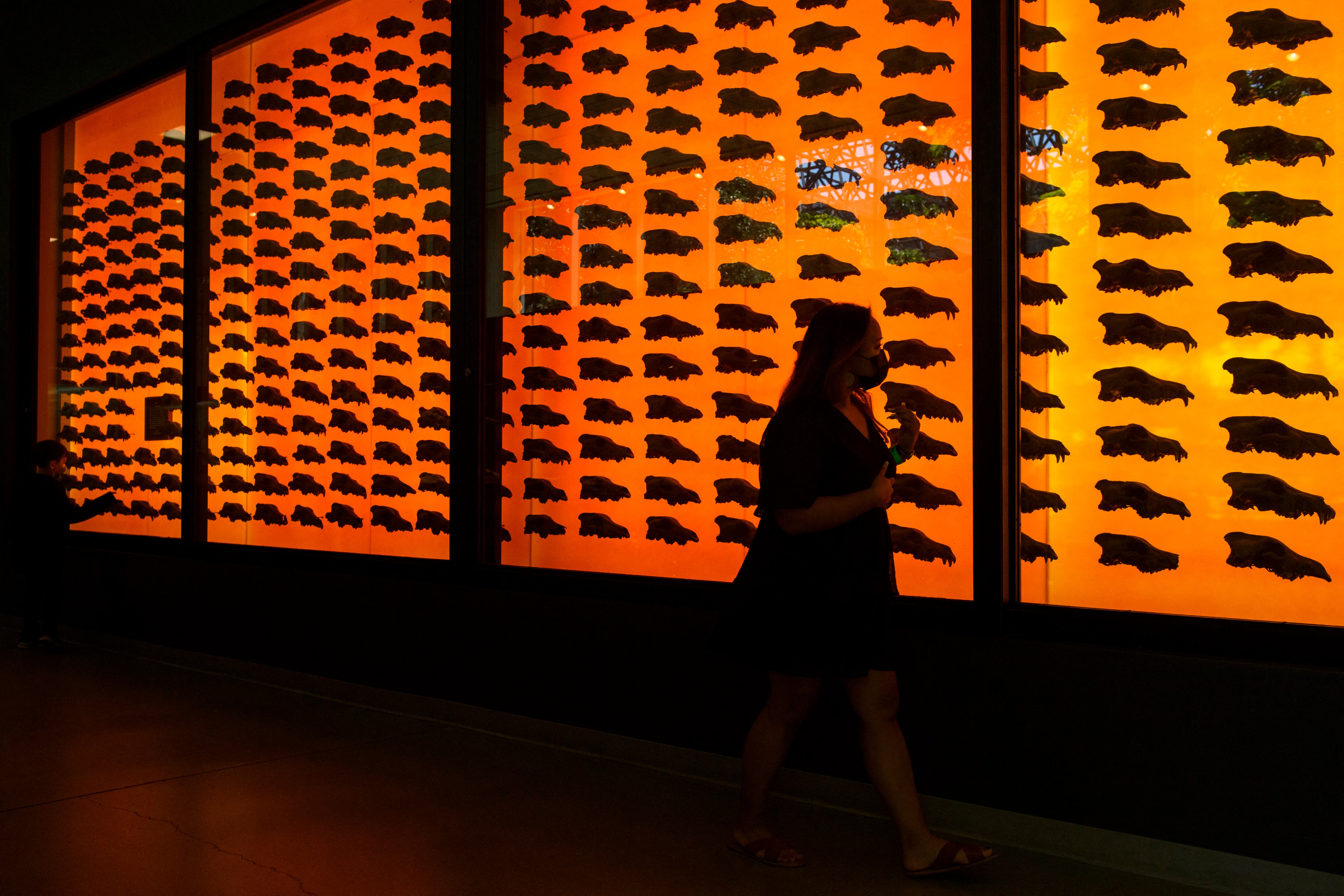Exhibición de fósiles de lobos gigantes o lobos terribles en George C. Page Museum en La Brea Tar Pits