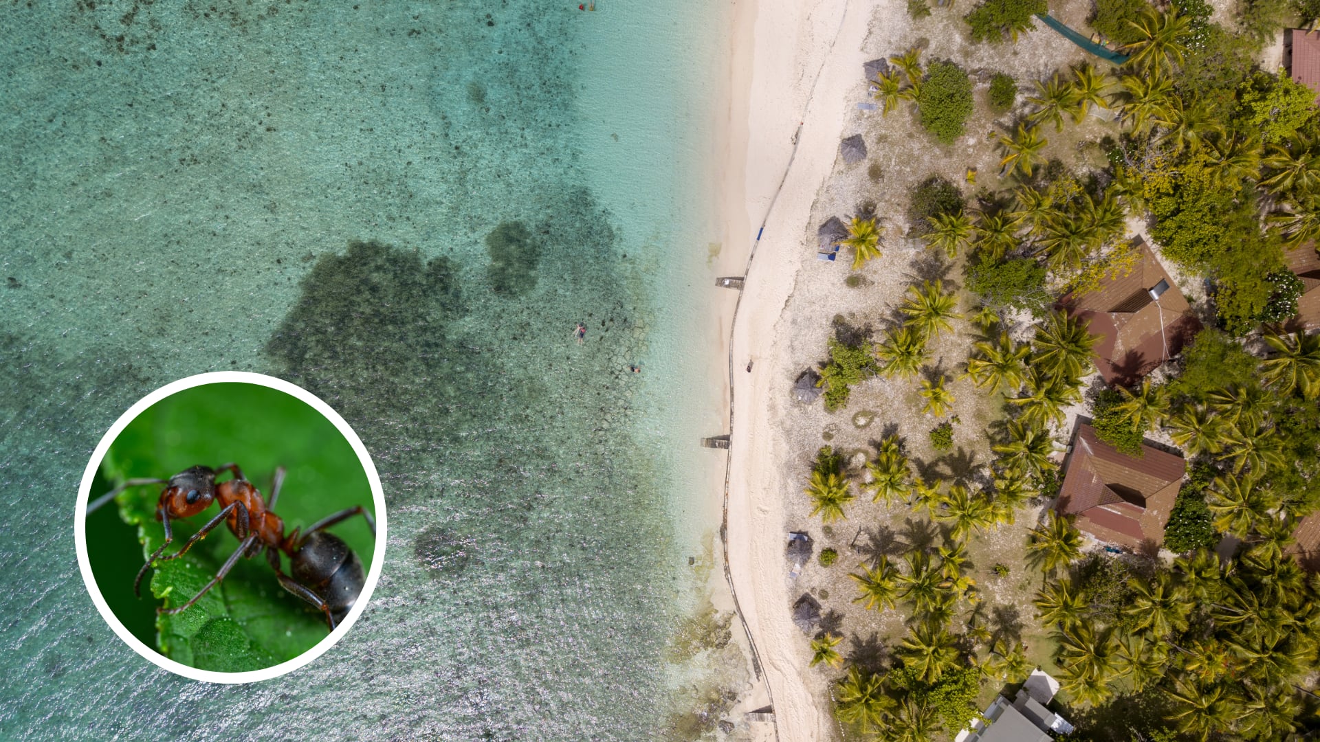 Científicos alertan sobre el declive de insectos en Fiyi tras analizar genomas de hormigas almacenadas en museos por décadas.