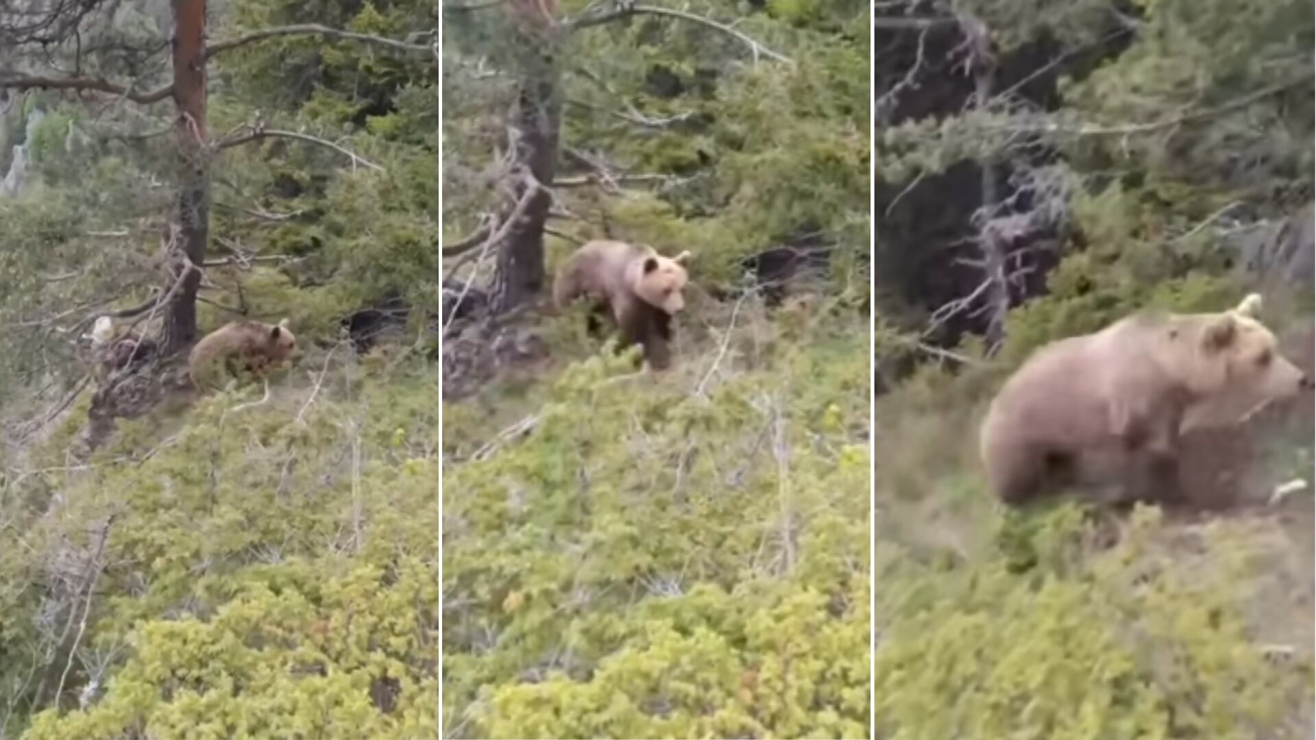 Alpinista griego murió tras ser atacado por un oso pardo en la Floresta Fraktos. El trágico momento quedó grabado en video.