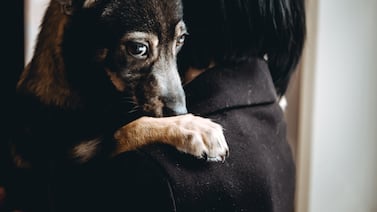 ¿Qué hacer con las mascotas ante un temblor? Siga estos consejos para protegerlas