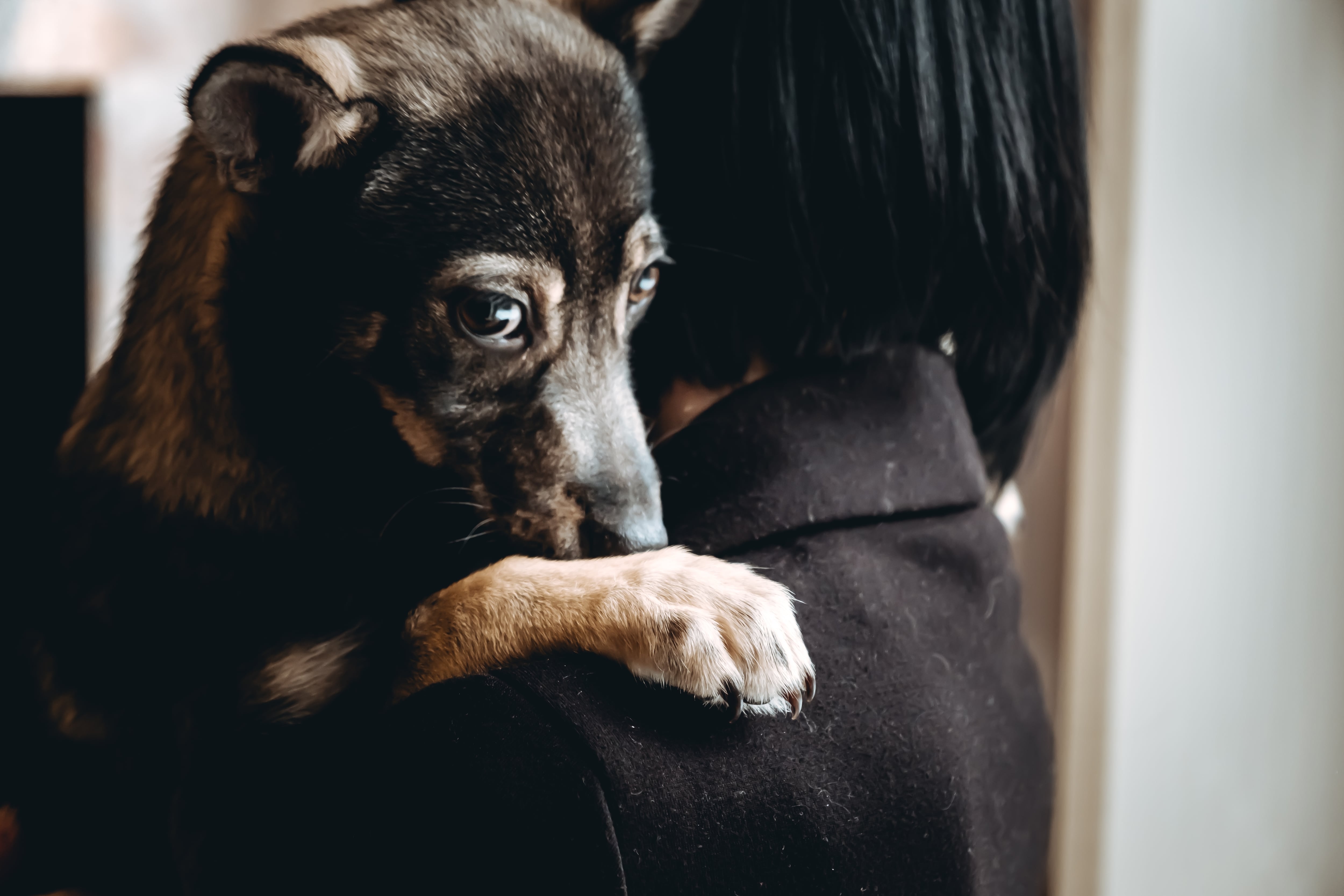 El acompañamiento adecuado mejora la calidad de vida de sus mascotas.