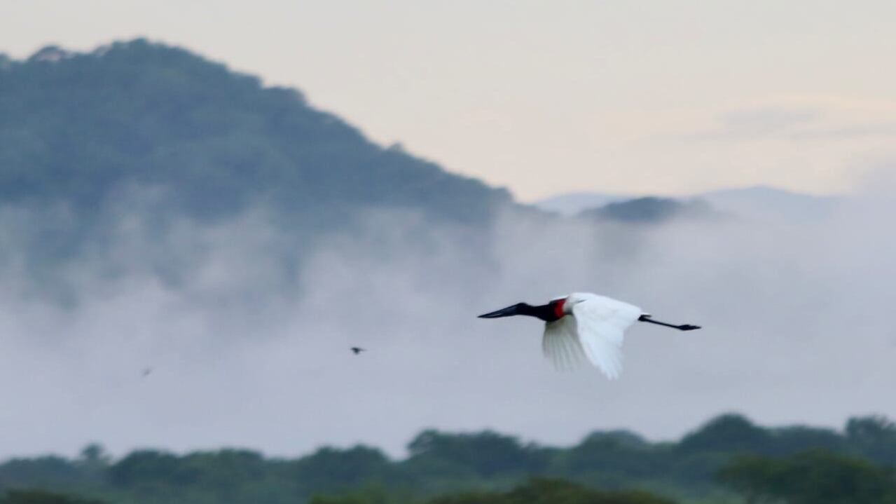 Conociendo mi país, jabirú