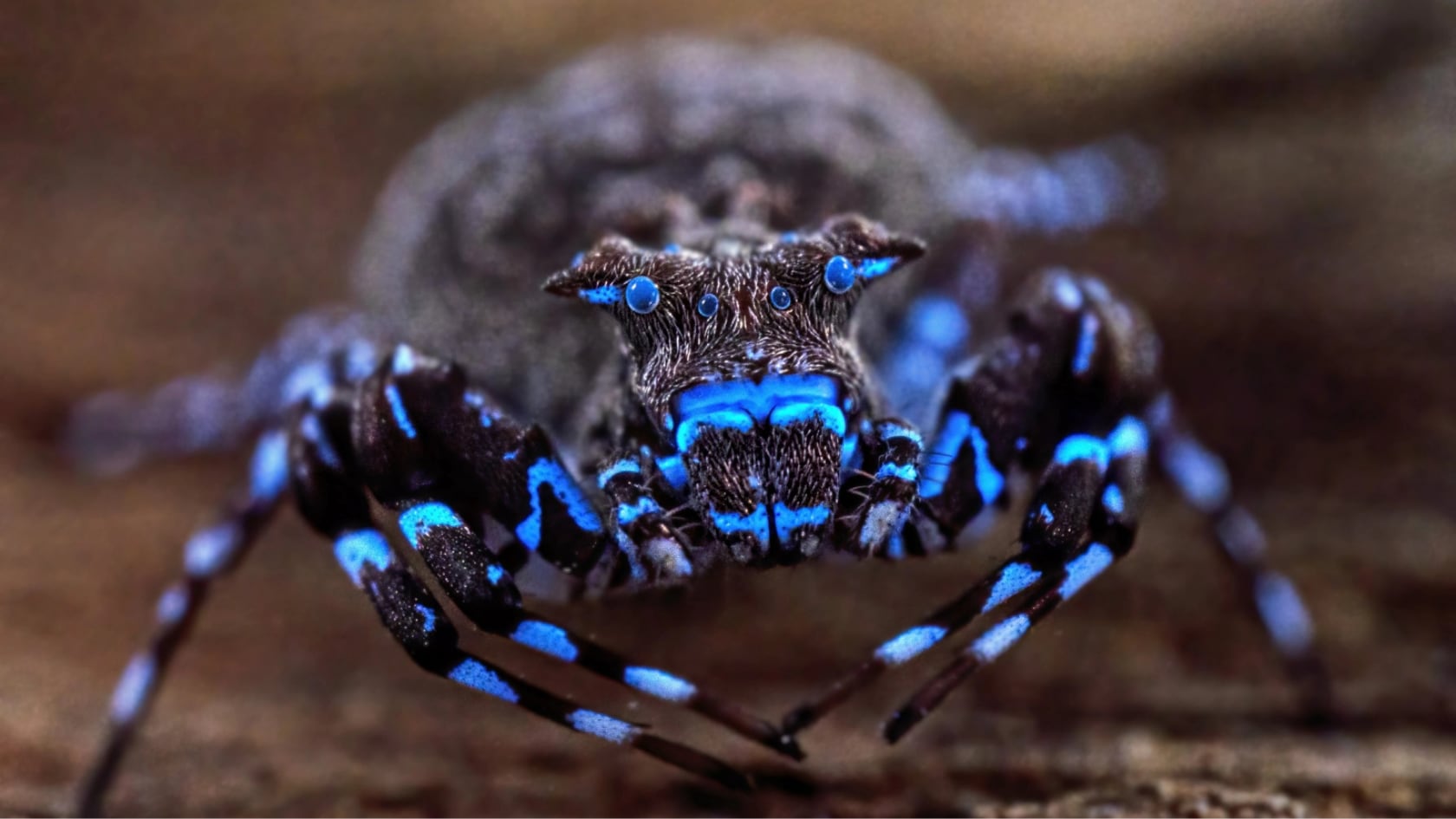 La araña cangrejo coronada sobresalió en una expedición que descubrió nuevas especies y evidenció la importancia ecológica de la meseta de Lisima.