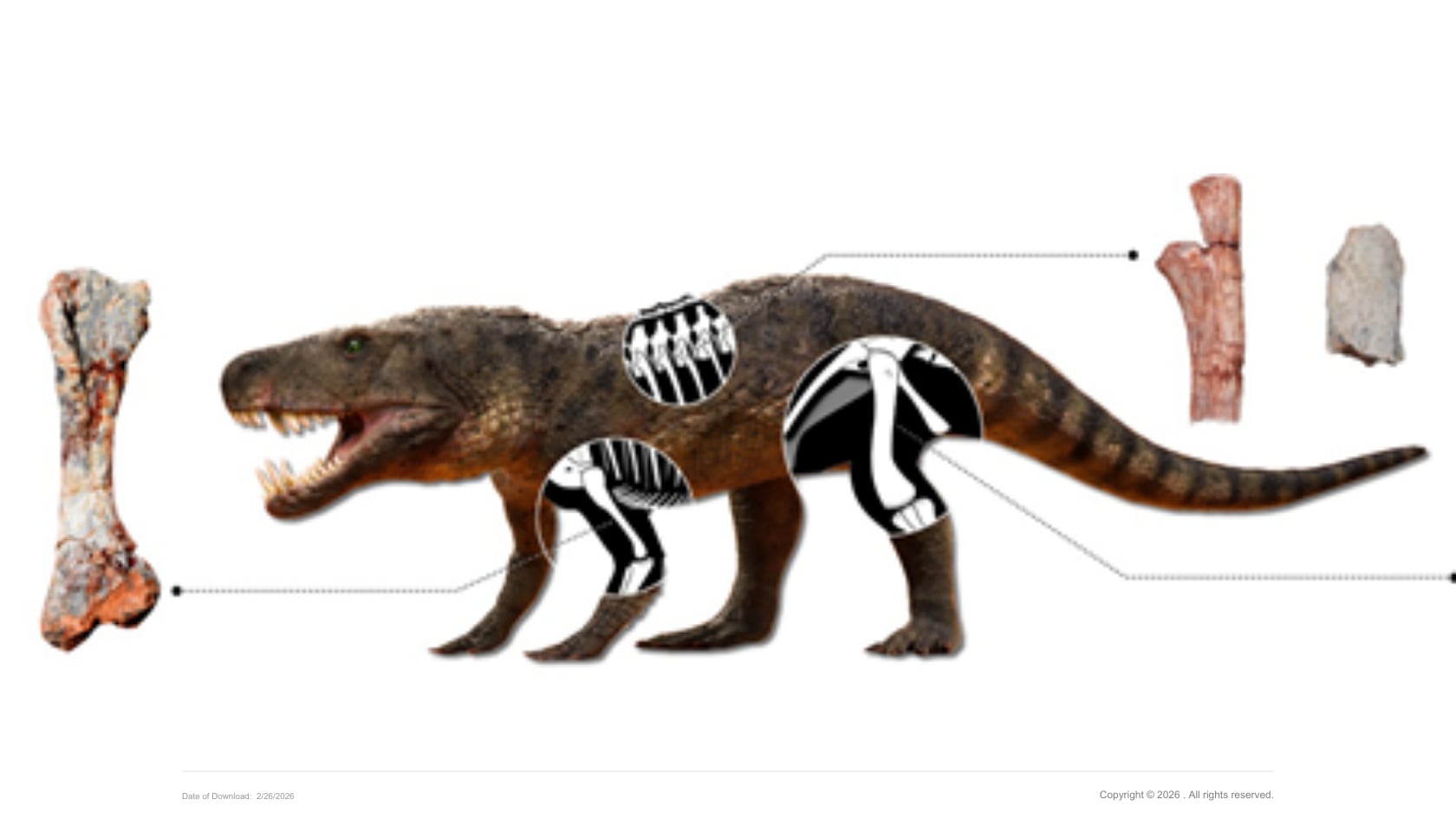 Investigación publicada en Royal Society Open Science sugiere que el metabolismo lento de los cocodrilos apareció más tarde en su evolución.
