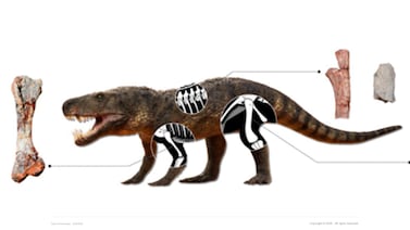 Descubrimiento en Brasil cuestiona el origen del metabolismo lento de los cocodrilos