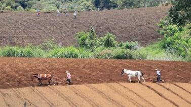Concejo Municipal de Alvarado rechaza ingreso de Costa Rica al Acuerdo Transpacífico: alega riesgos para productores y seguridad alimentaria