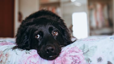 Fuegos artificiales: guía clave para proteger a perros y gatos del estrés durante festividades de fin de año