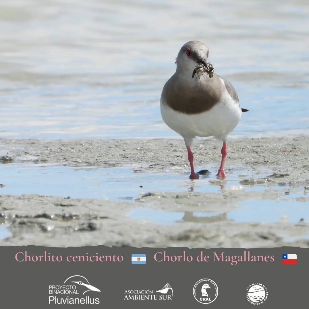 Un plan binacional impulsa la convivencia entre ganadería y conservación para proteger a una especie en riesgo crítico en el sur de Argentina.