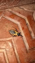 Vecinos de San Isidro de Heredia enviaron fotografías a la Municipalidad, ante la alerta por la presencia del insecto en la comunidad.