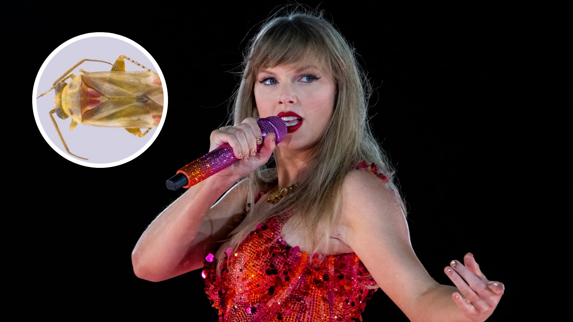 Científicas describieron 12 nuevas especies de insectos australianos y bautizaron cuatro con referencias a Taylor Swift y sus álbumes.