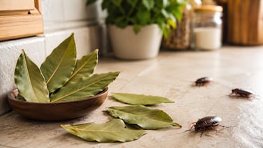Esta es la planta que mantiene lejos a las cucarachas y podría reemplazar los insecticidas en su hogar