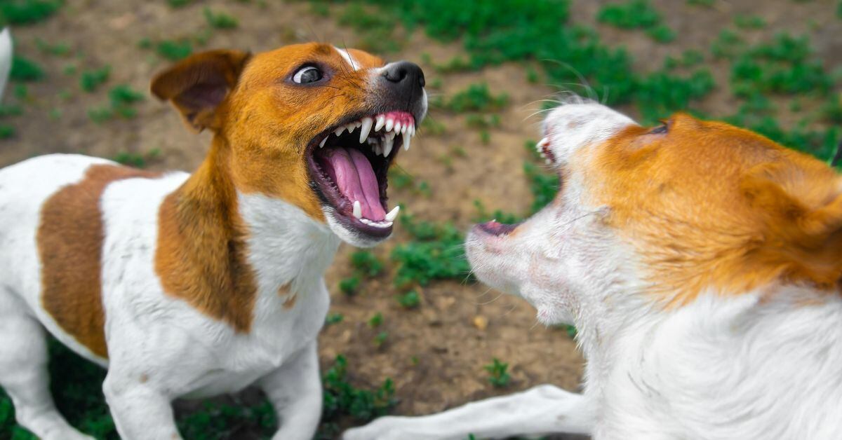 En la imagen dos perros peleándose.