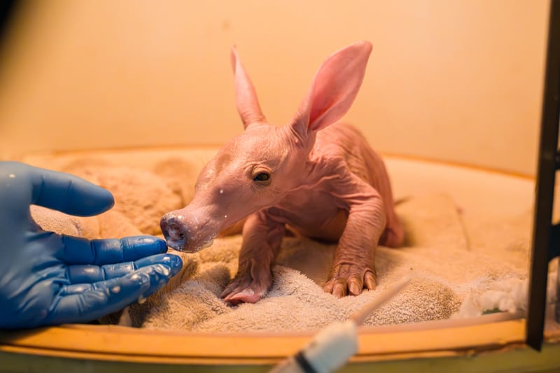Un inusual mamífero africano nació en un zoológico inglés y llamó la atención por su aspecto y por lo poco frecuente de la especie.