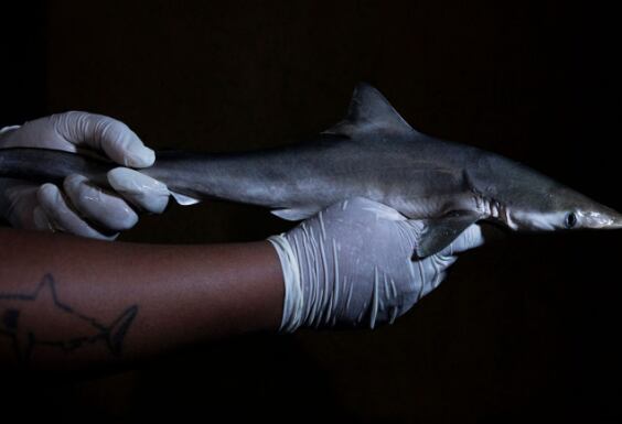 Cocaína en tiburones