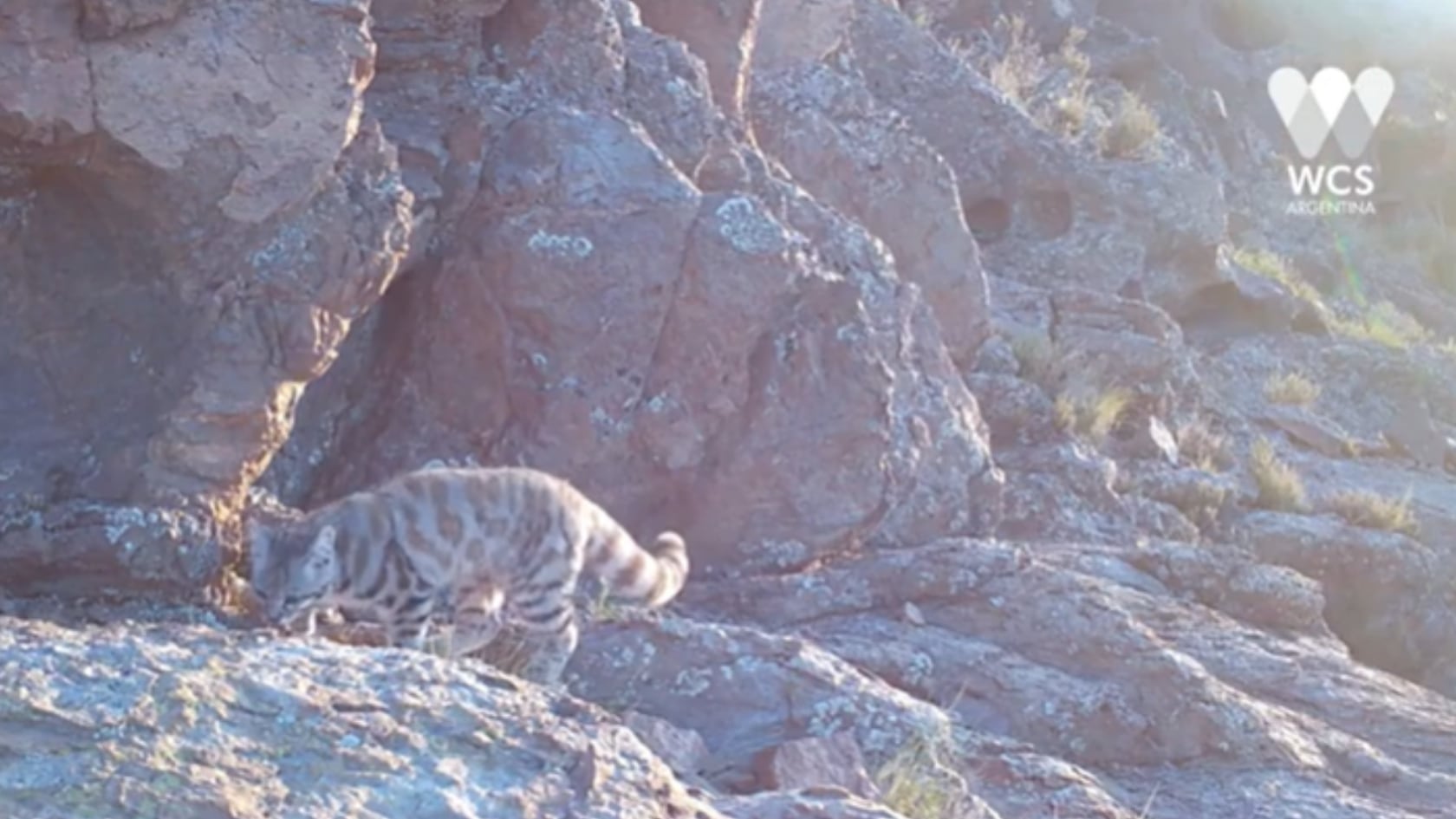El registro del gato andino en Mendoza aporta datos clave para proteger a una de las especies más amenazadas de América.