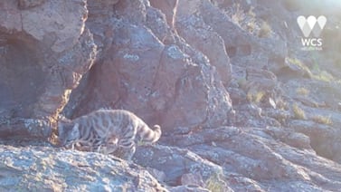 El ‘fantasma de los Andes’ reaparece en Argentina y refuerza esperanza sobre su conservación