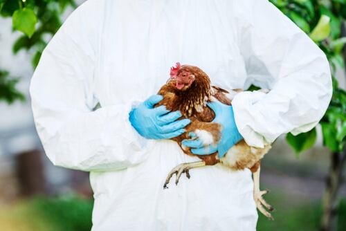 Trabajador con equipo de bioseguridad sosteniendo una gallina, representando medidas de control ante brotes de gripe aviar en granjas avícolas. Imagen ilustrativa.