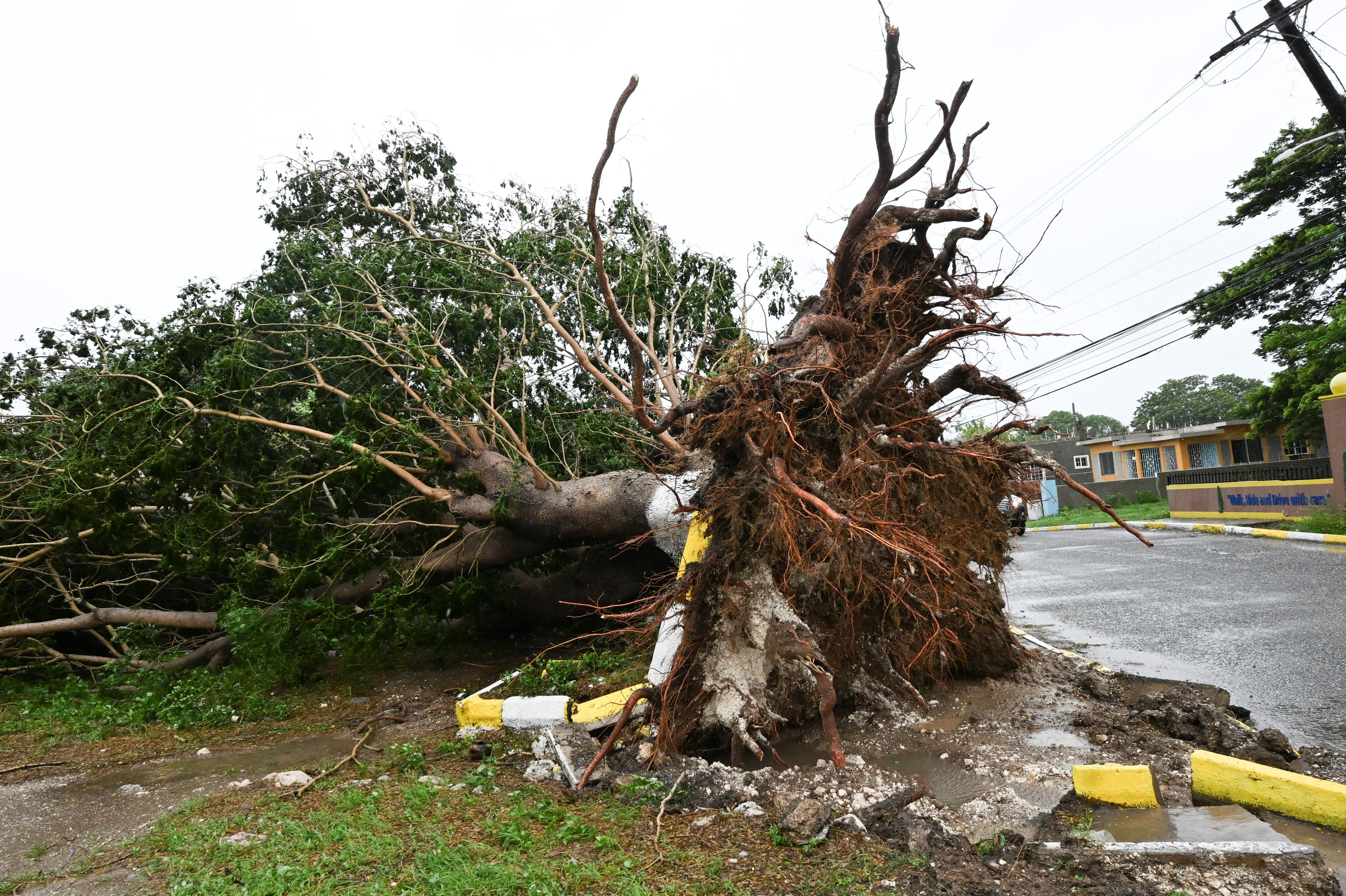 Un árbol caído se observa en St. Catherine, Jamaica, poco antes de que el huracán Melissa tocara tierra el 28 de octubre de 2025. Vientos huracanados y lluvias torrenciales azotaron Jamaica el martes con la llegada del huracán Melissa, la peor tormenta que jamás haya golpeado la isla y uno de los huracanes más poderosos registrados. Este huracán de categoría 5, extremadamente violento, aún se desplazaba lentamente por el Caribe, amenazando con inundaciones catastróficas y condiciones que ponían en peligro la vida, ya que los vientos máximos sostenidos alcanzaron la asombrosa velocidad de 295 kilómetros por hora (185 millas por hora).