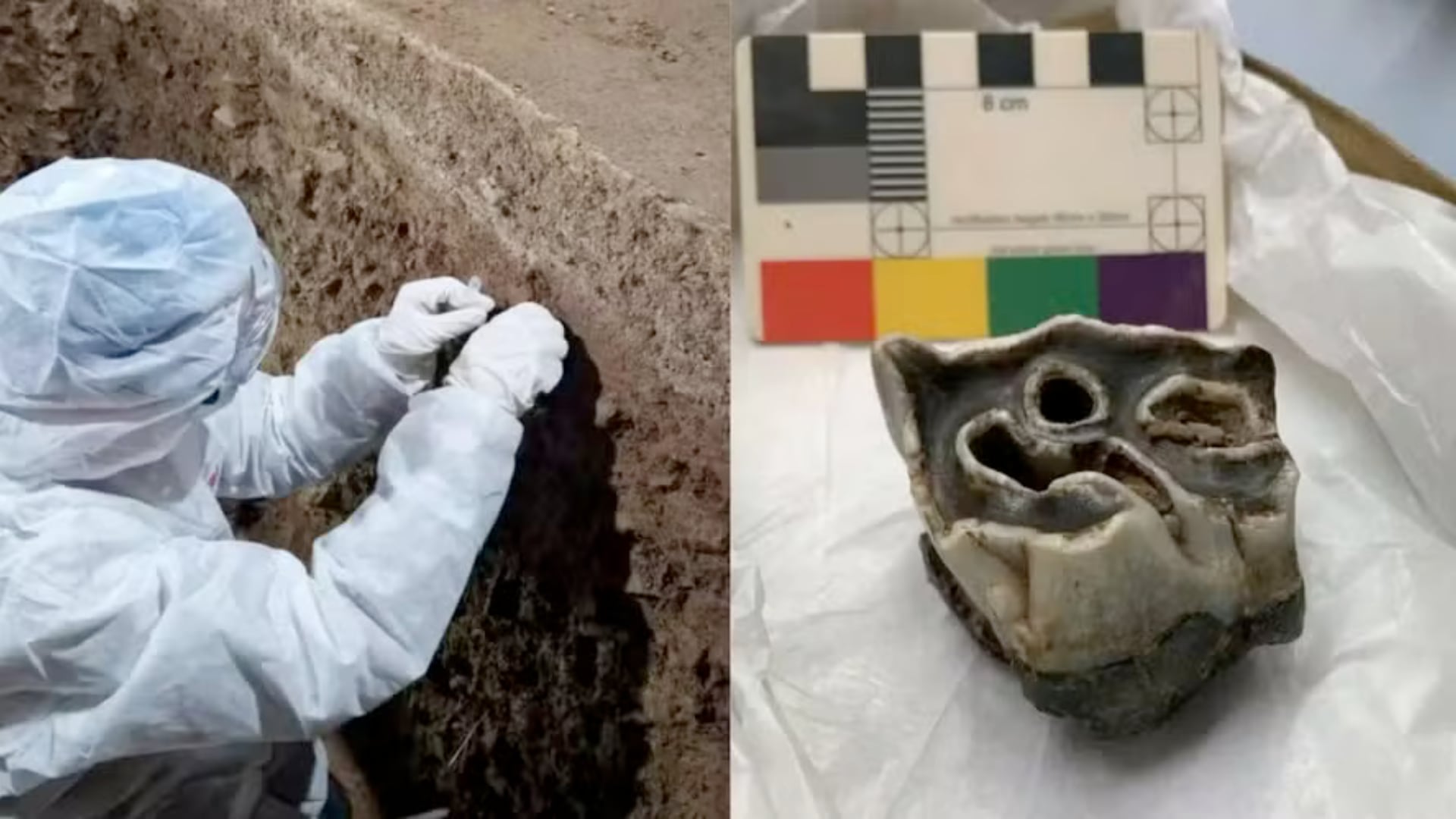 Un hipopótamo prehistórico hallado en Gales revela pistas sobre clima, fauna y presencia humana de hace más de 100.000 años.