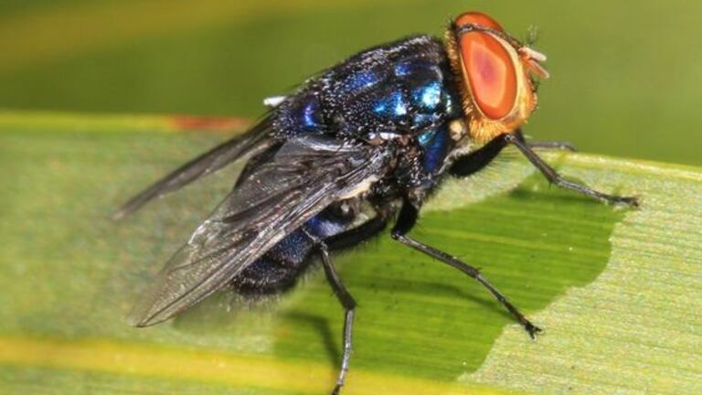 Mosca Riendose Todo sobre la mosca del gusano barrenador: Características y prevención ...