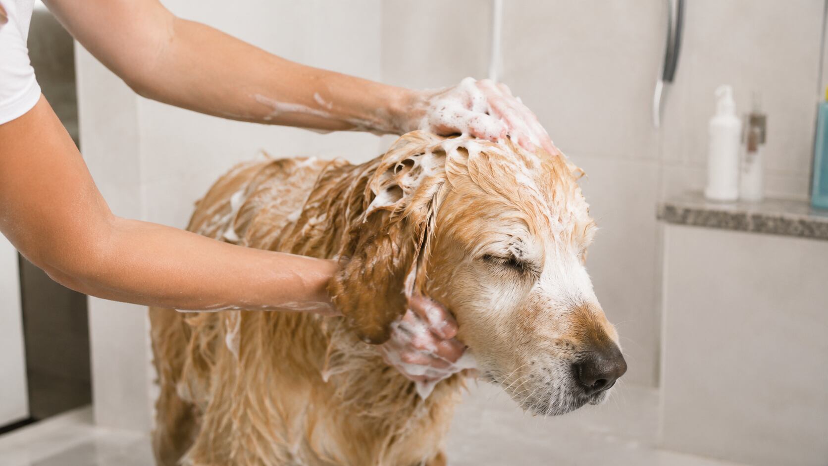 Bañar al perro con la frecuencia adecuada ayuda a prevenir alergias, infecciones y problemas en la piel. Conozca qué recomiendan los especialistas.