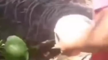 Vecino de Osa es investigado por matar a un perro con una piedra