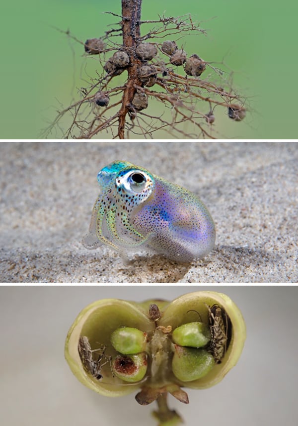 Los compartimentos desempeñan un papel fundamental en la cooperación de diversas especies, no solo de las plantas del género Squamellaria.