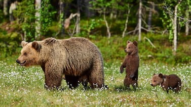 Por qué una extraña población de osos en Italia se volvió más pequeña y menos agresiva
