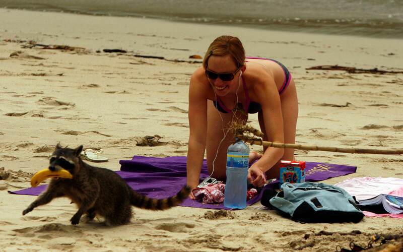 Los mapaches acostumbran “asaltar” a los turistas en la playa, aunque los visitantes también suelen darles alimentos a estos y otros animales que se les acercan.