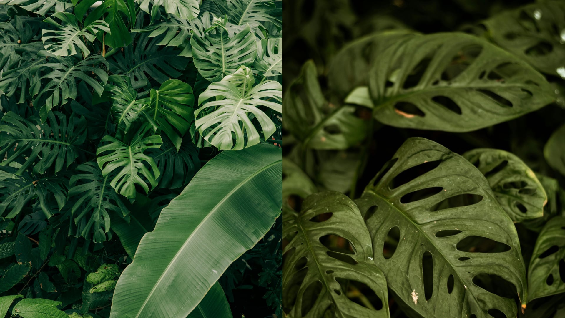 Científicos proyectan que hasta el 16% de las especies de plantas estudiadas perderán su área de distribución y enfrentarán la extinción para el 2100.