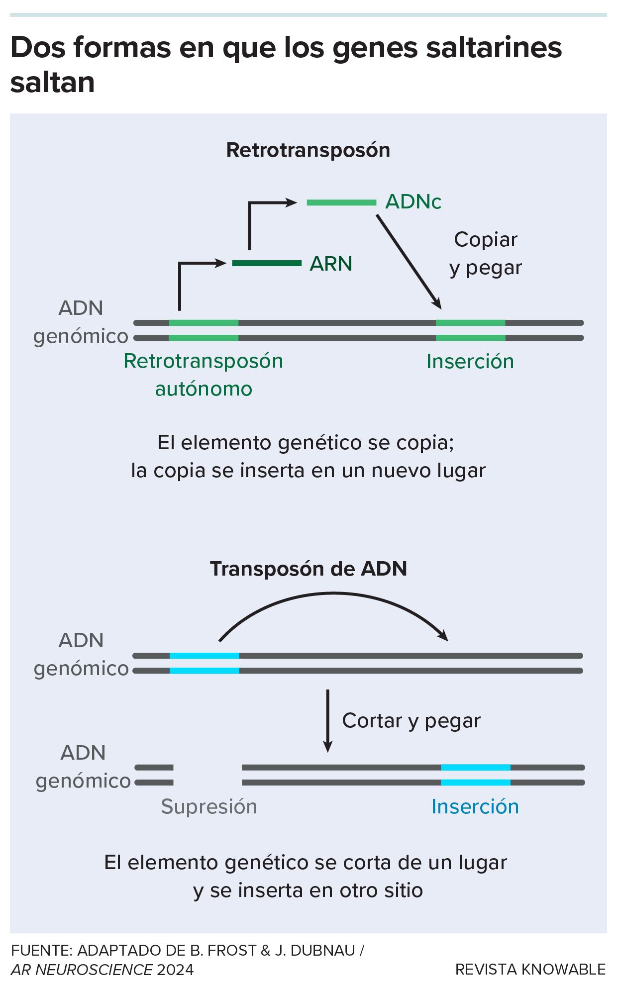 Gráfico que muestra cómo los genes saltarines utilizan distintos mecanismos para desplazarse por el genoma.