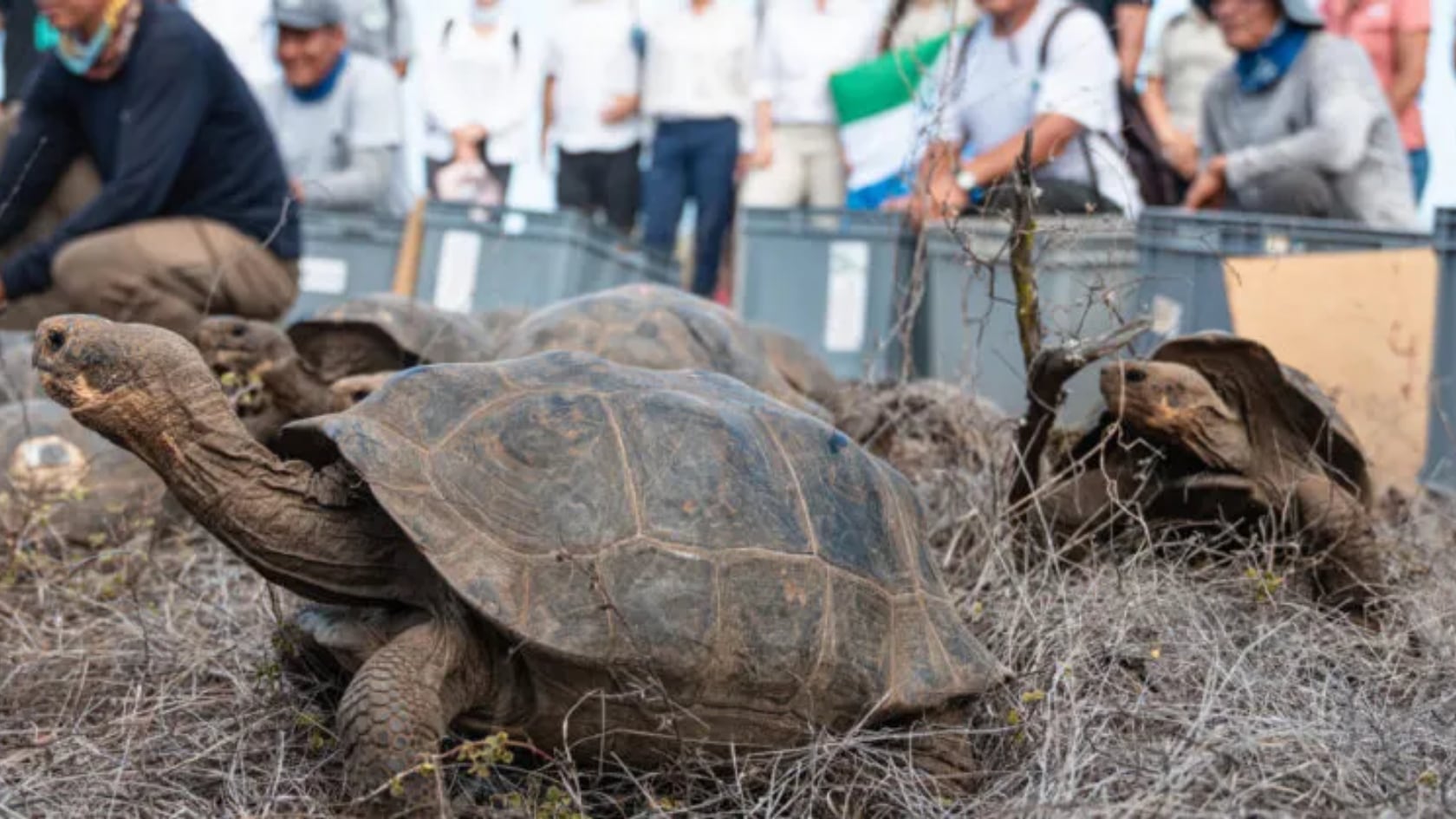 Un programa científico liberó 158 tortugas gigantes en Floreana. La iniciativa busca recuperar el ecosistema y reintroducir especies desaparecidas.