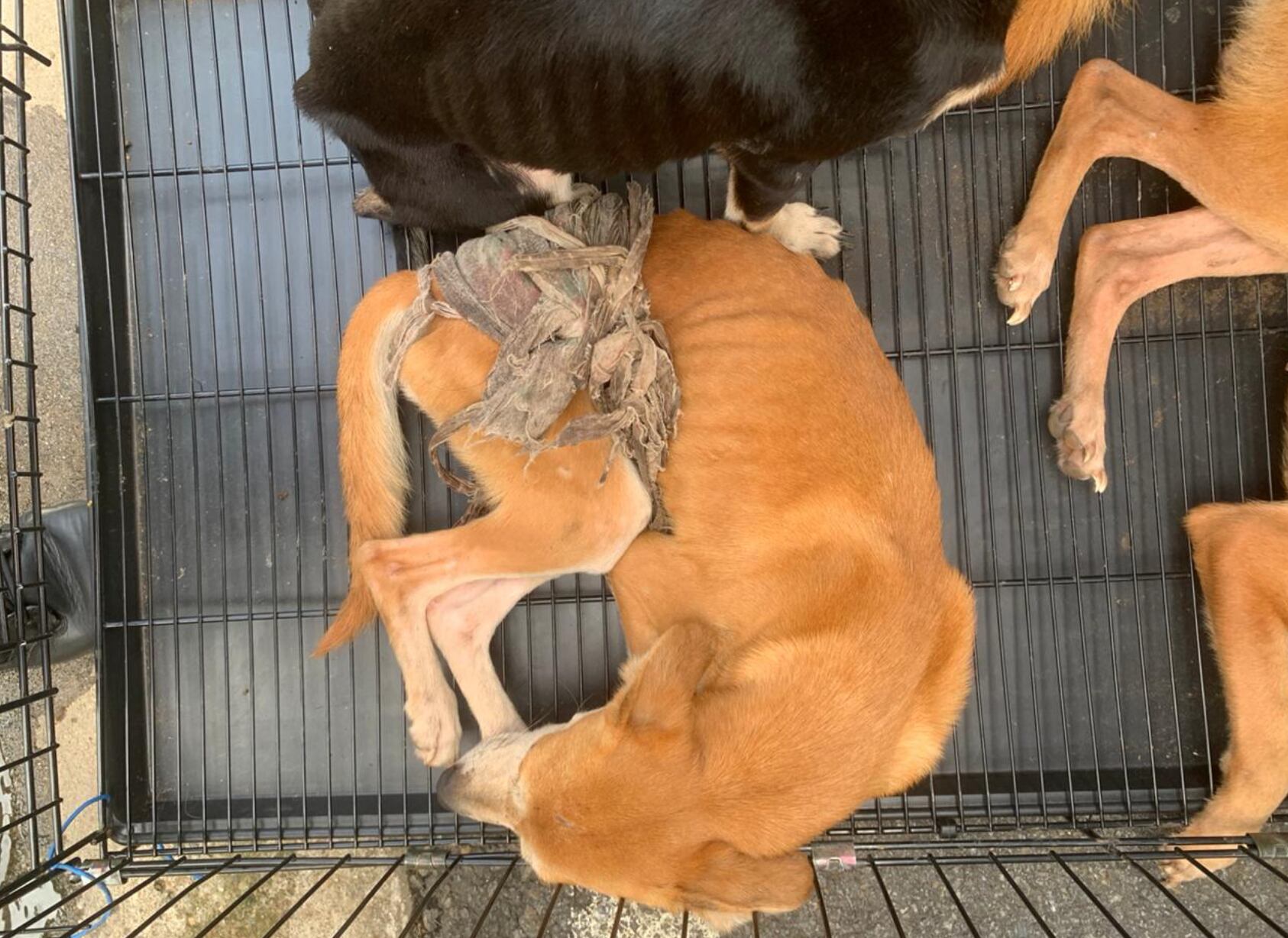 Animales maltratados en Tibás