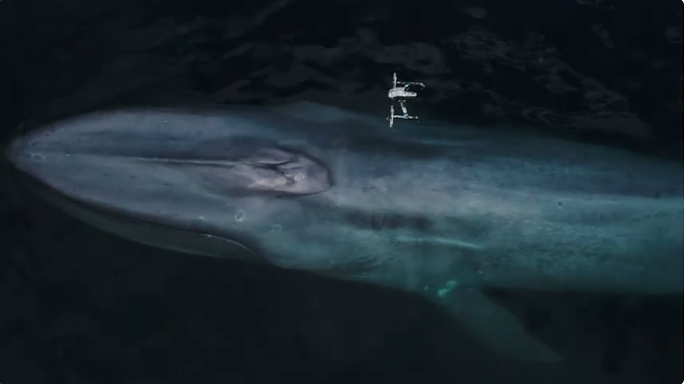 Un dron recoge los mocos de la ballena