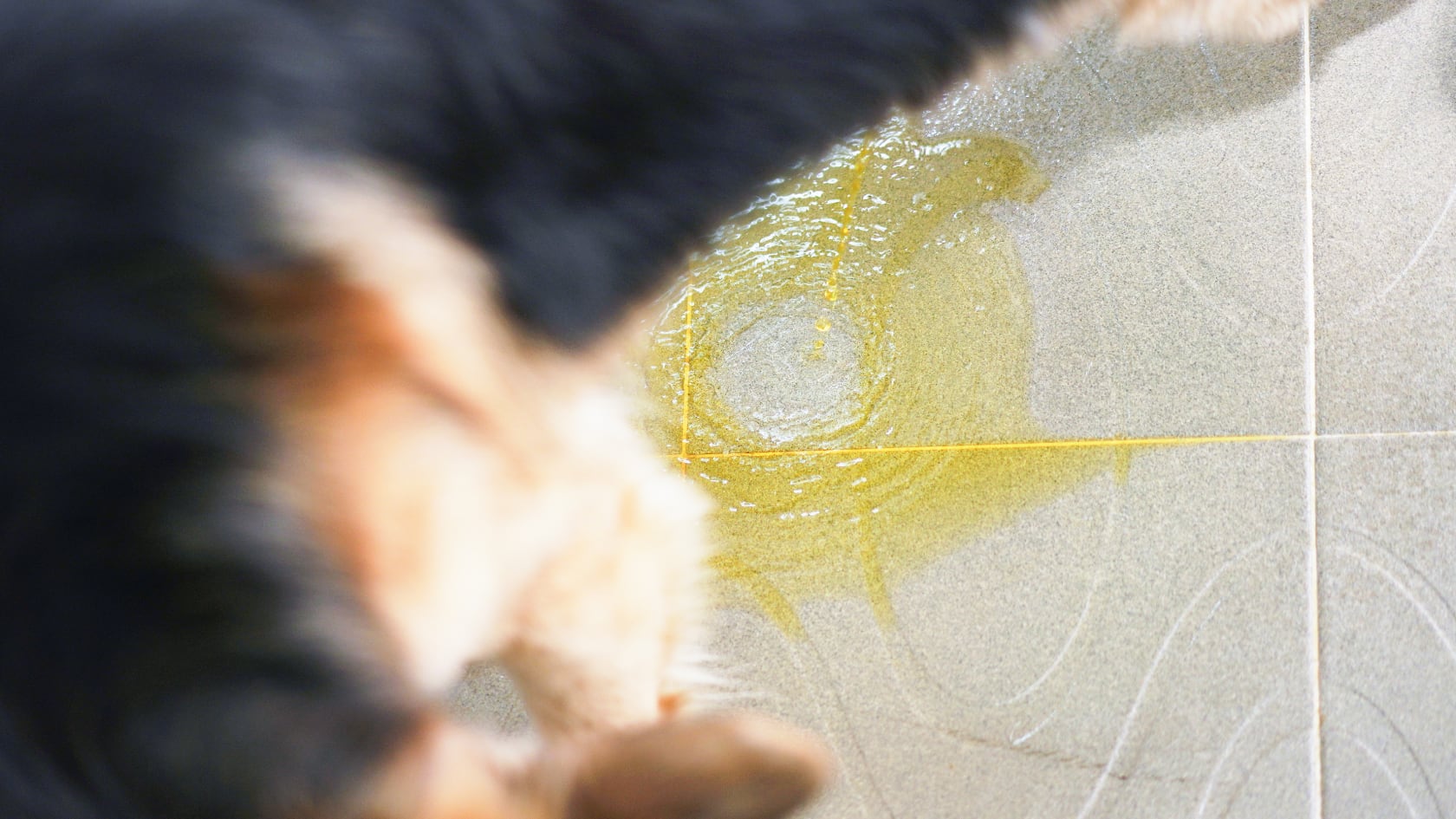 El bicarbonato, el vinagre y el limón se consolidan como opciones accesibles para eliminar el olor a orina de perro de pisos y alfombras.