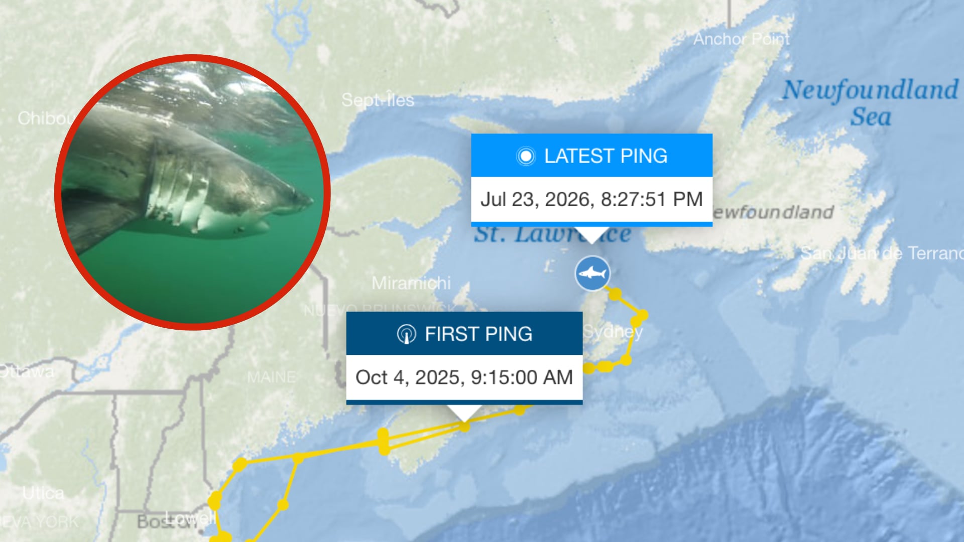 OCEARCH volvió a detectar a Ernst tras meses sin señales. El tiburón blanco viajó desde aguas del sur de Estados Unidos hasta Canadá.