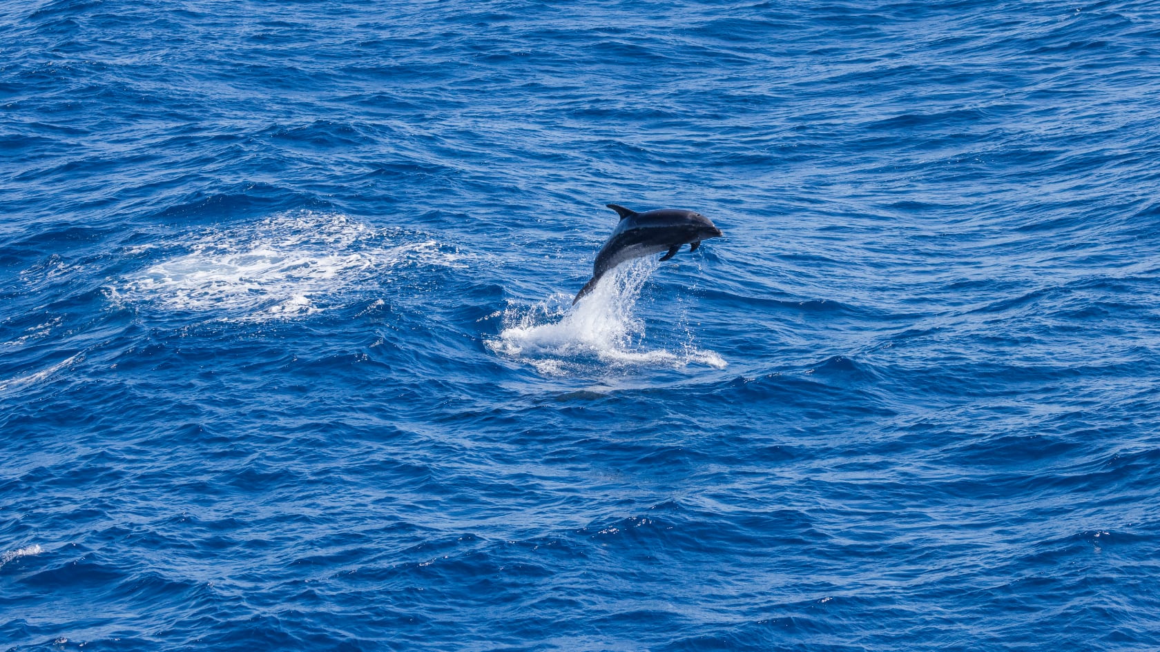 Un delfín liso del norte sorprendió al erguirse sobre el mar en California. La conducta es poco frecuente en vida silvestre. Imagen con fines ilustrativos.