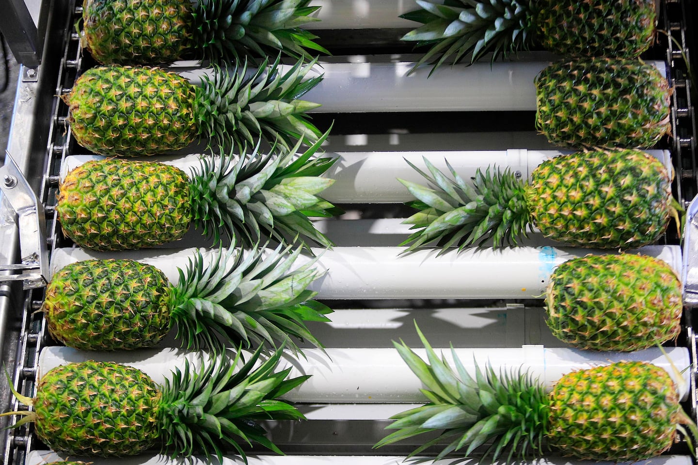 Exportación de piña repuntó en 2023 y Costa Rica mantiene liderazgo ...