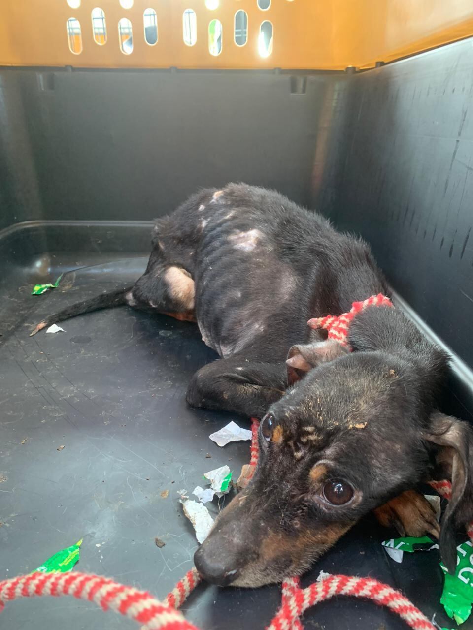 Asustados, sucios, flacos y con lagañas. Así encontraron a 26 perros en una casa en Tibás.