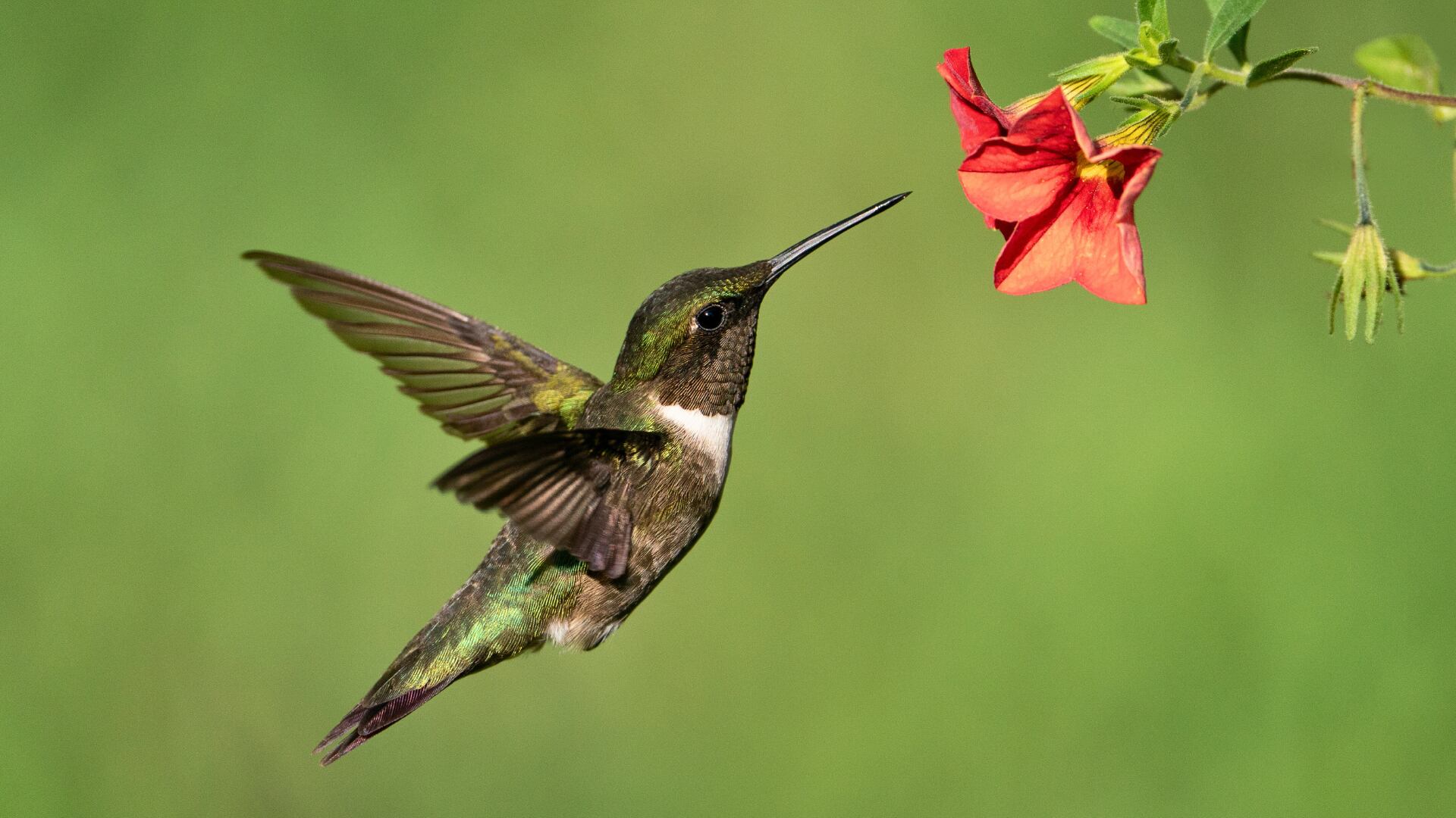 Un experto en colibríes explica seis datos sobre su vuelo, corazón, cerebro, velocidad, alimentación y esperanza de vida