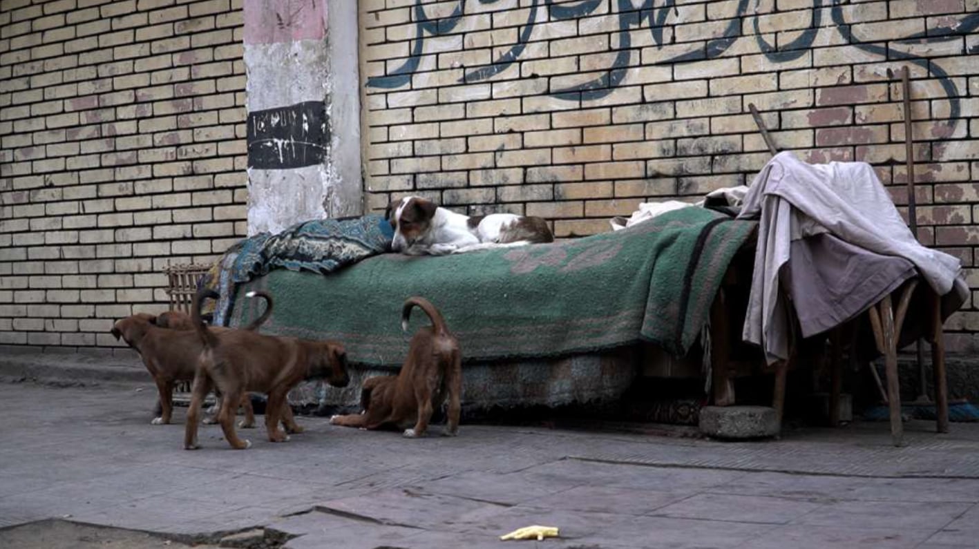 Perros en El Cairo, en un fotograma de 'Alhaia Hunak / Life Is There', de Ishtar Yasin.